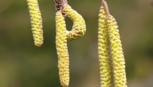 Pendientes de nueces para tintura alcohólica. 