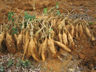 Raíz de kudzu